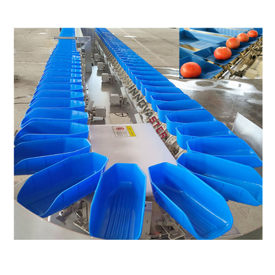 Professional Fruit and Vegetable Sorting Machine with 304 Stainless Steel Construction